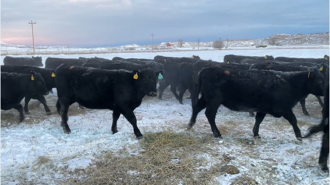 BH114A5 Fancy- 1100+ # Blk Angus bred heifers- Calve April 10th 30 days!